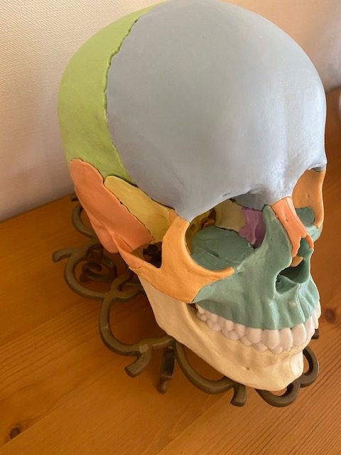 頭蓋骨は年齢と共に形が変化します