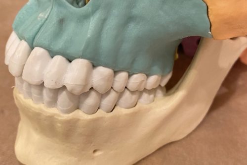 歯列矯正と頭蓋骨矯正の関係性