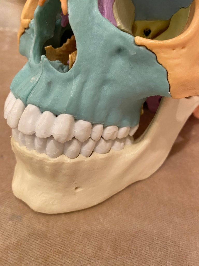 歯列矯正と頭蓋骨矯正の関係性